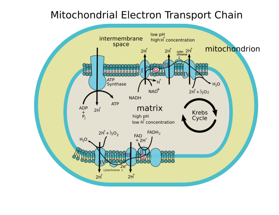 Mitochondrial_electron_transport_chain diagram