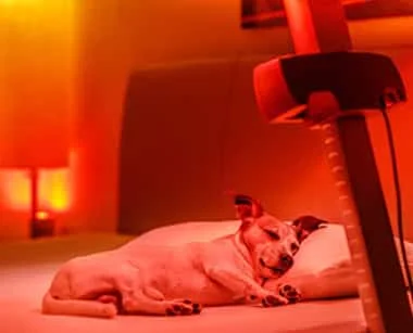 Red Light Therapy Articles